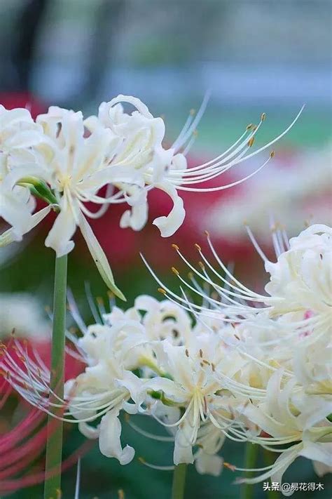 曼陀羅華 曼珠沙華|曼陀羅花、曼陀羅華及曼珠沙華的區別